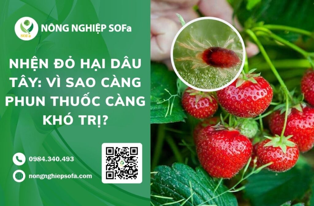 nhện đỏ hại dâu tây