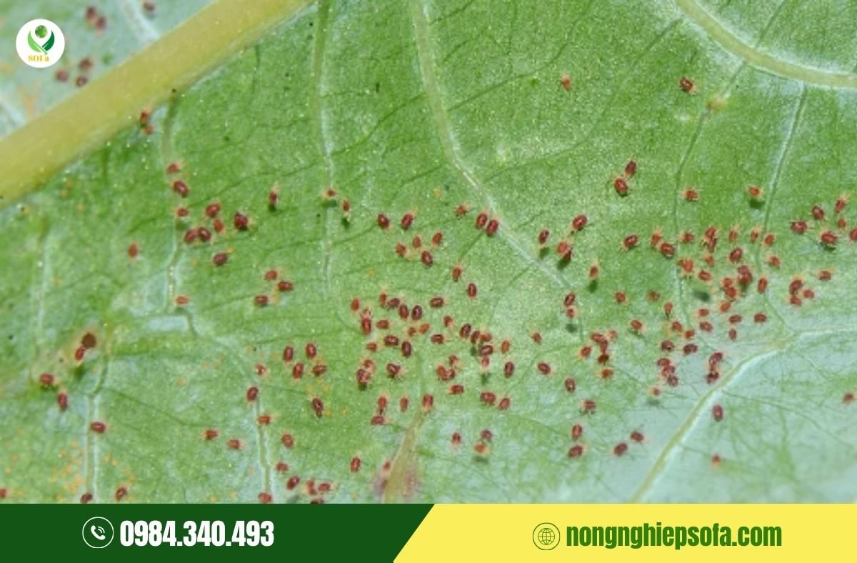 Nhện đỏ hại dâu tây: Vì sao càng phun thuốc càng khó trị? 1 nhện đỏ hại dâu tây