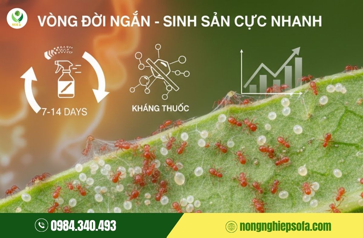 Nhện đỏ hại dâu tây: Vì sao càng phun thuốc càng khó trị? 2 nhện đỏ hại dâu tây