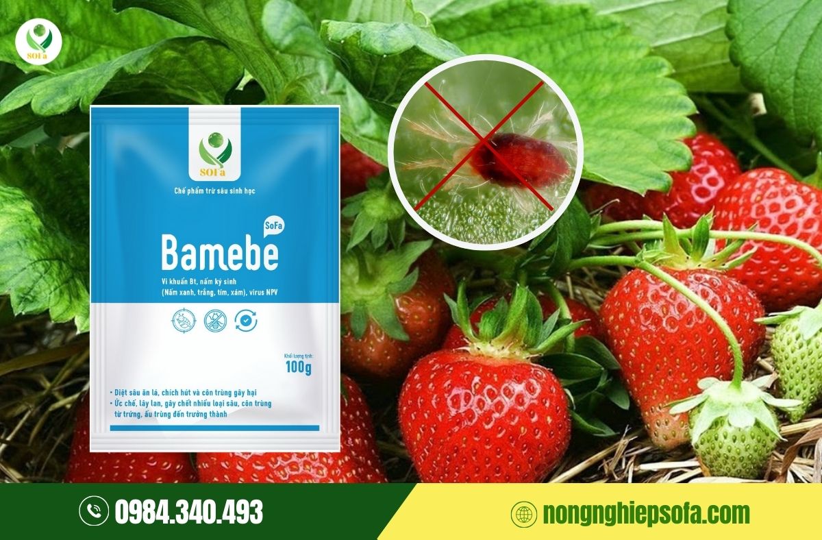 Nhện đỏ hại dâu tây: Vì sao càng phun thuốc càng khó trị? 4 nhện đỏ hại dâu tây