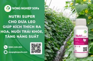 Nutri Super cho dưa leo