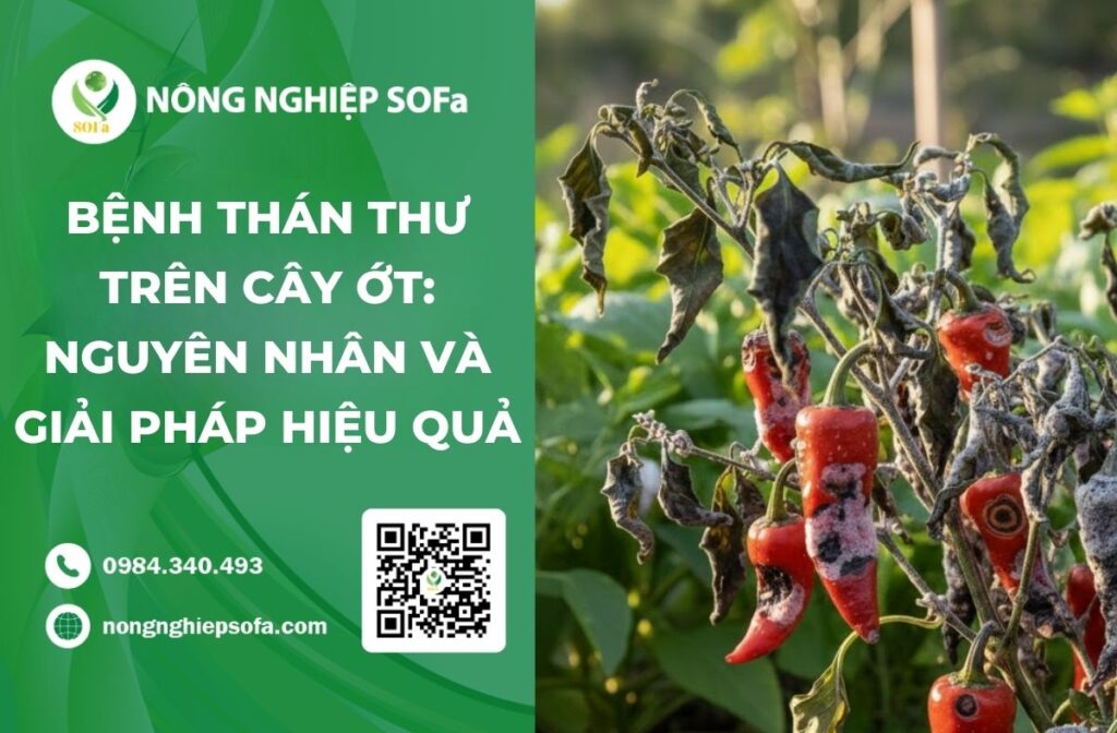 bệnh thán thư trên cây ớt