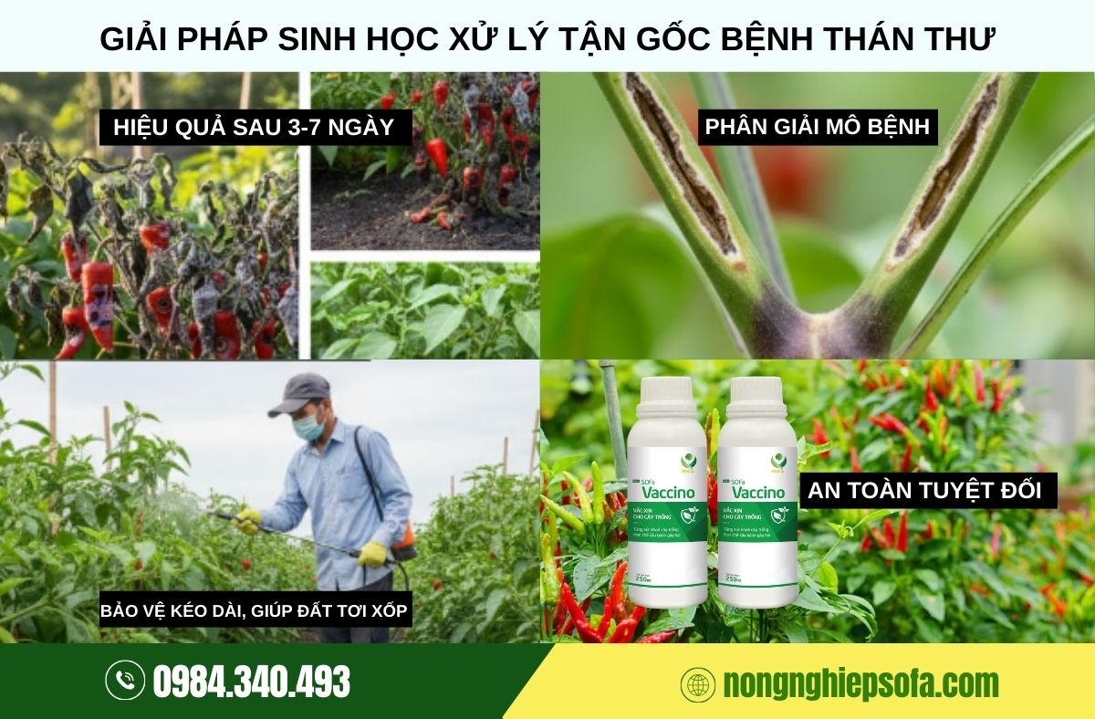bệnh thán thư trên cây ớt