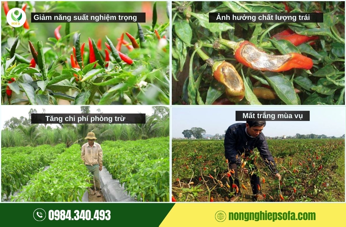 bệnh thán thư trên cây ớt