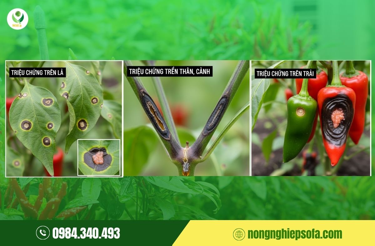 bệnh thán thư trên cây ớt