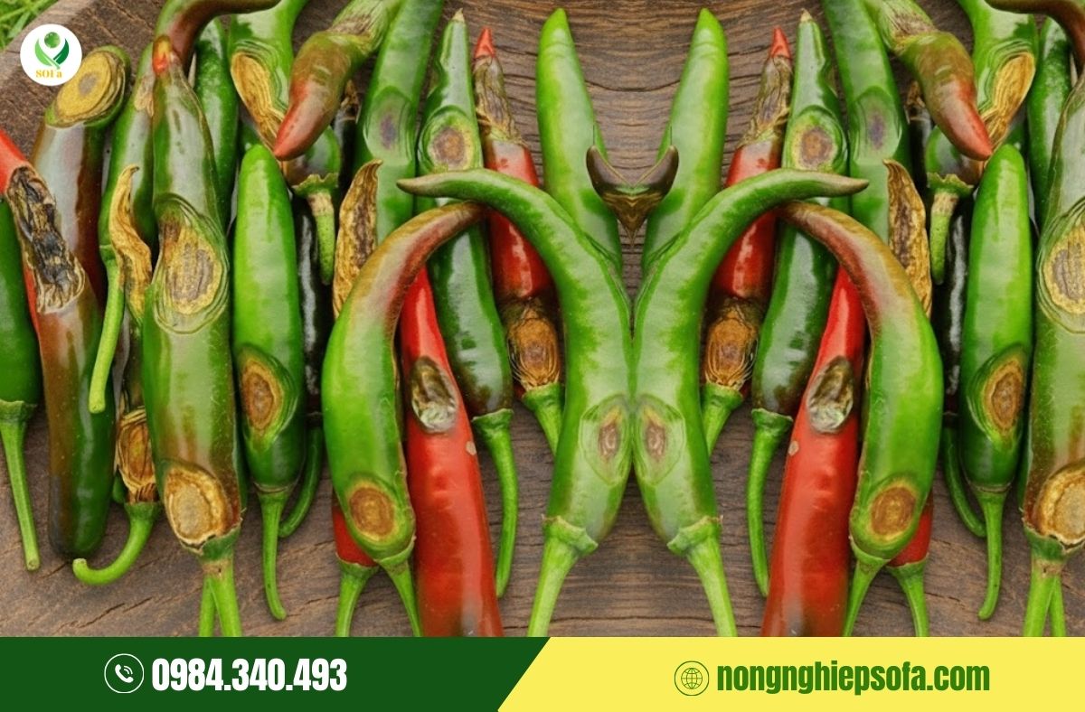 bệnh thán thư trên cây ớt