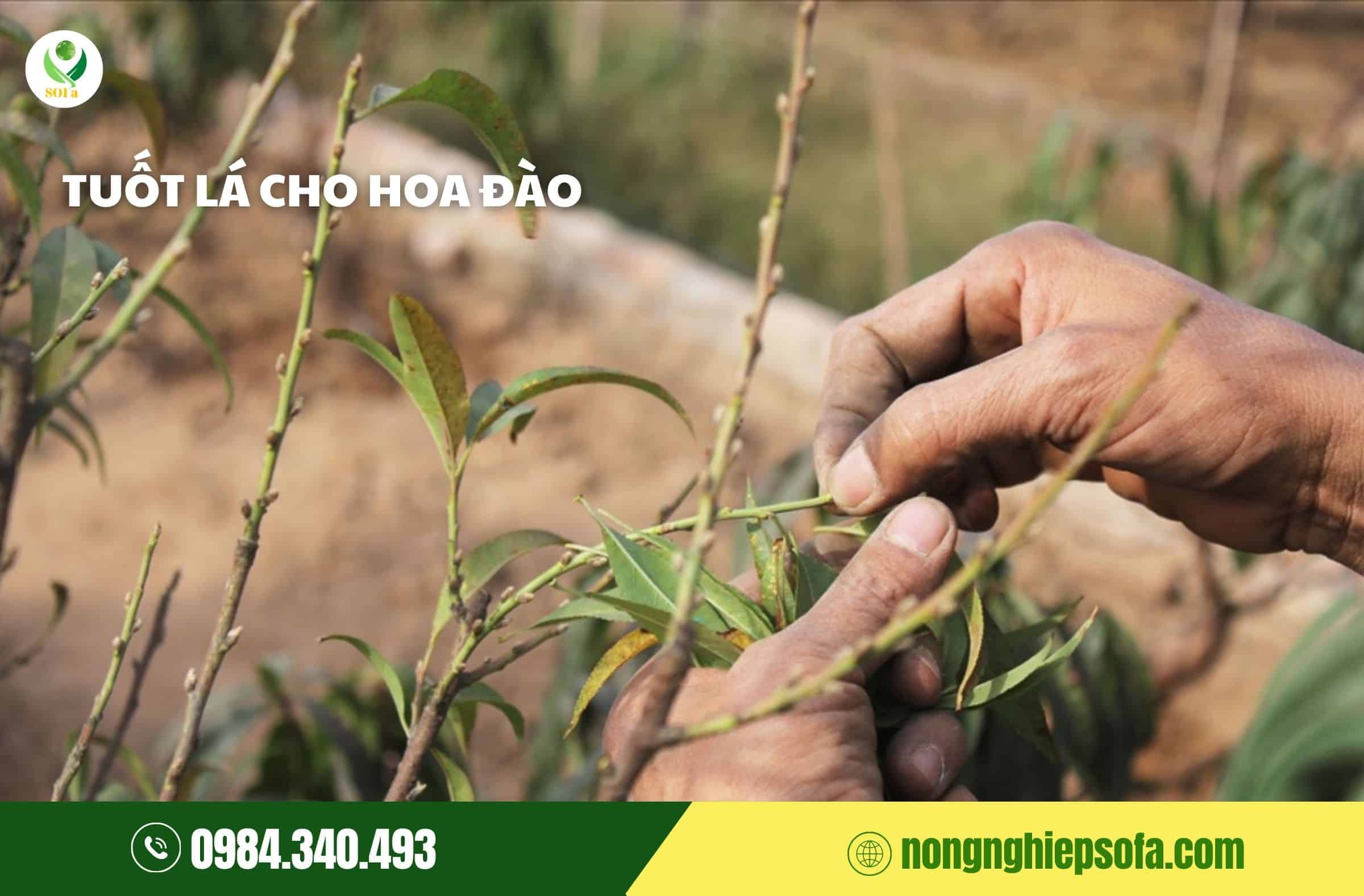 cách chăm sóc cây đào tết