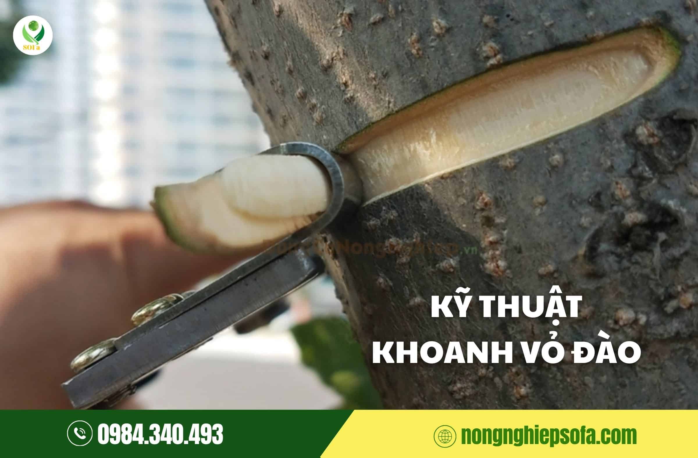 cách chăm sóc cây đào tết