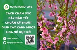cách chăm sóc cây đào tết