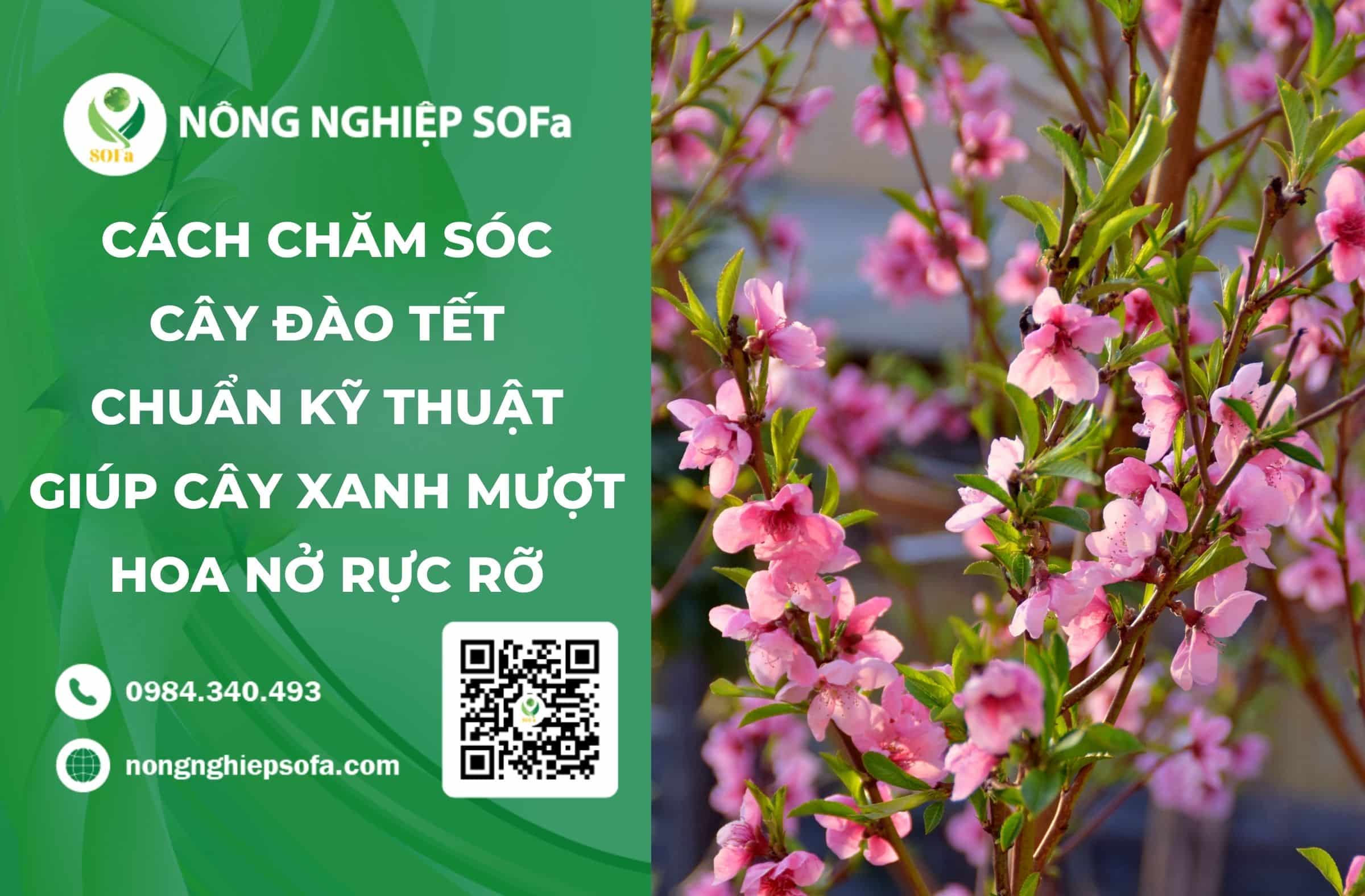 cách chăm sóc cây đào tết