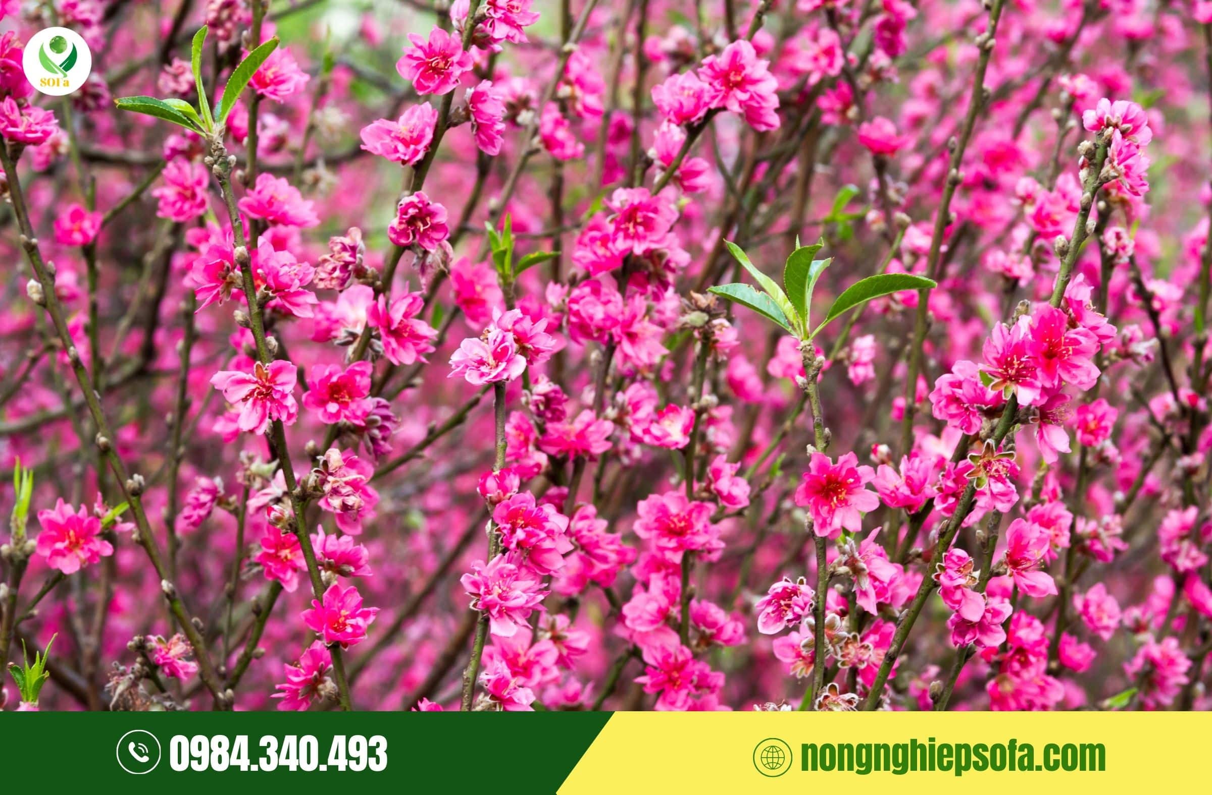 cách chăm sóc cây đào tết