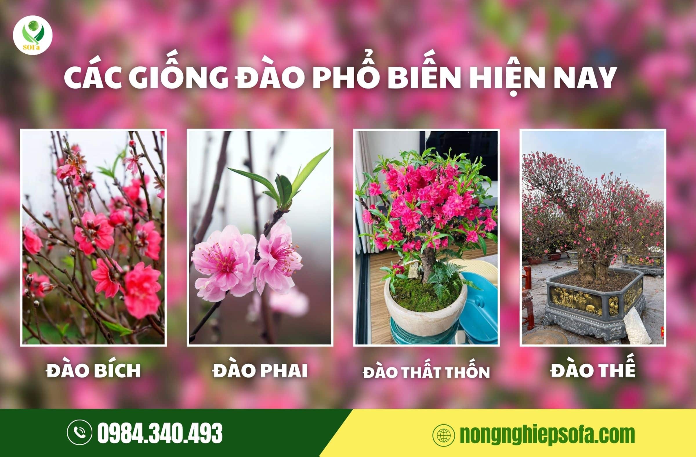 cách chăm sóc cây đào tết