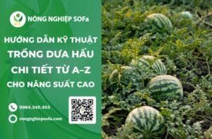 hướng dẫn kỹ thuật trồng dưa hấu