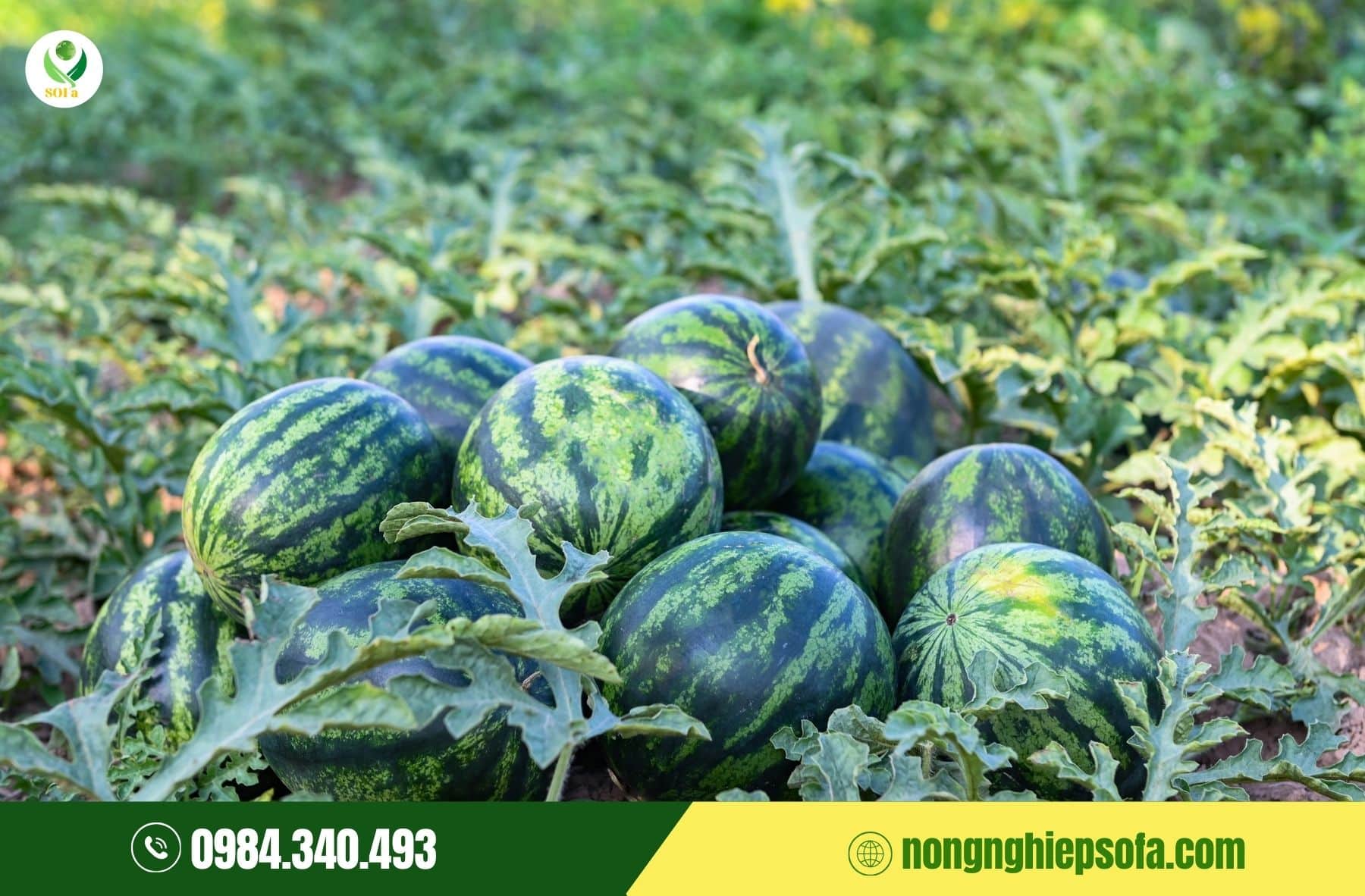 Hướng dẫn kỹ thuật trồng dưa hấu chi tiết từ A–Z cho năng suất cao 3 hướng dẫn kỹ thuật trồng dưa hấu