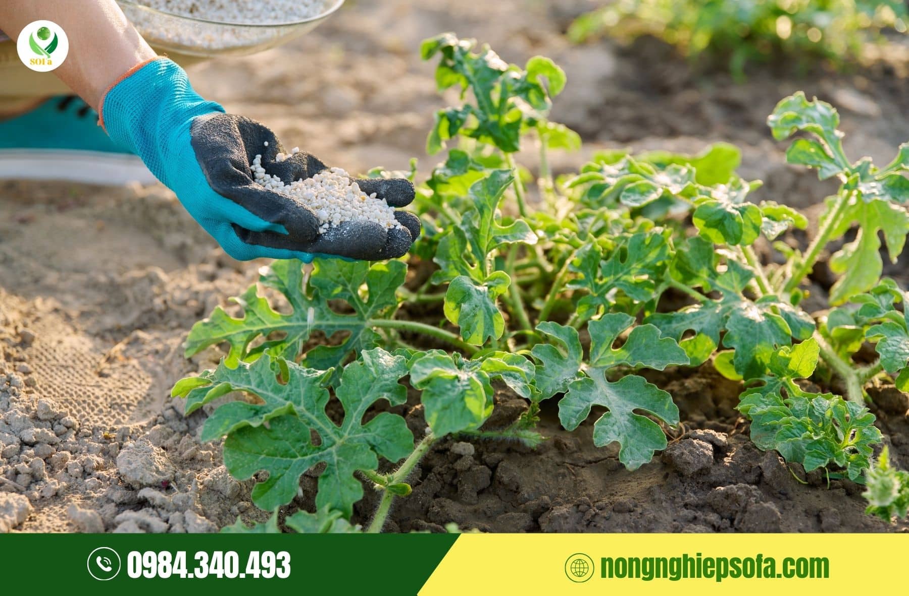 Hướng dẫn kỹ thuật trồng dưa hấu chi tiết từ A–Z cho năng suất cao 4 hướng dẫn kỹ thuật trồng dưa hấu