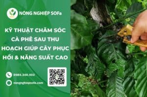 kỹ thuật chăm sóc cà phê sau thu hoạch