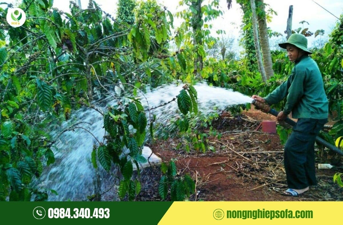 Kỹ thuật chăm sóc cà phê sau thu hoạch giúp cây phục hồi & năng suất cao 3 kỹ thuật chăm sóc cà phê sau thu hoạch