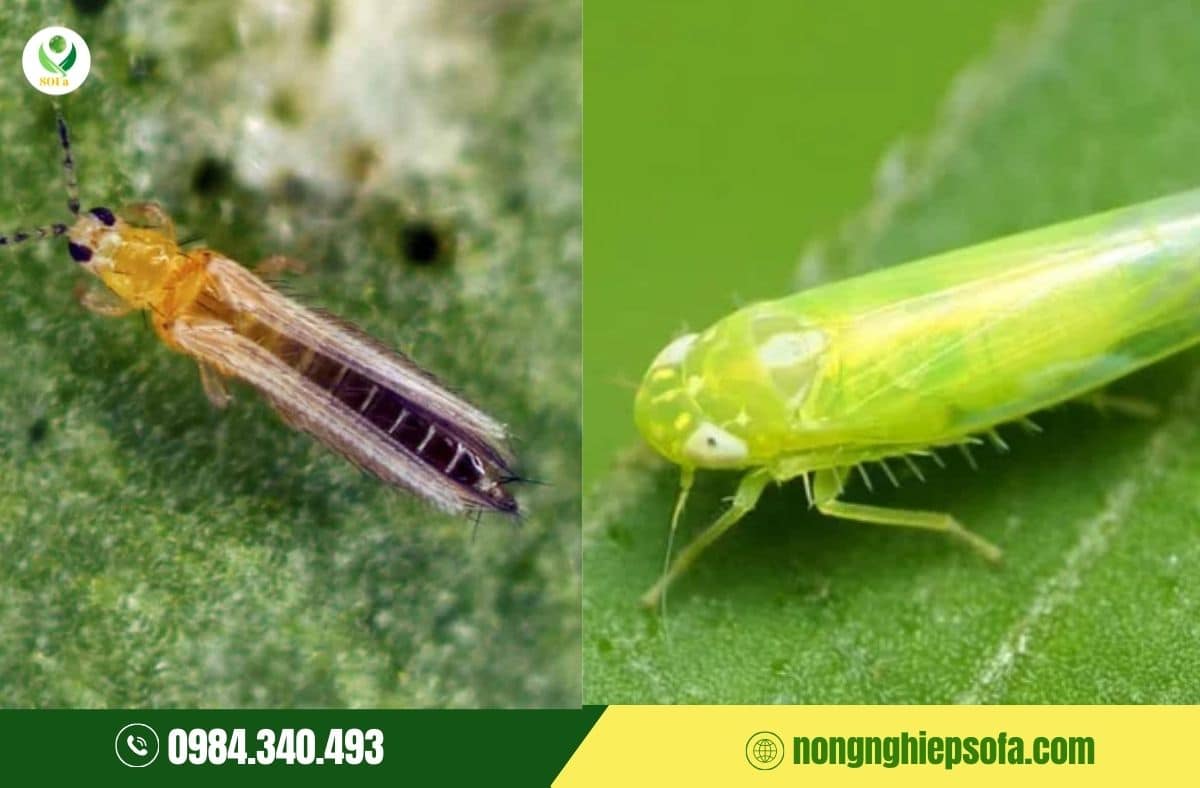 Nhện đỏ mùa nắng: Vì sao càng gần Tết càng bùng phát mạnh? 3 nhện đỏ mùa nắng