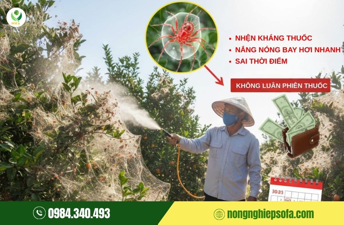 Nhện đỏ mùa nắng: Vì sao càng gần Tết càng bùng phát mạnh? 4 nhện đỏ mùa nắng