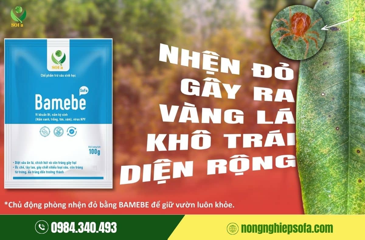 Nhện đỏ mùa nắng: Vì sao càng gần Tết càng bùng phát mạnh? 5 nhện đỏ mùa nắng
