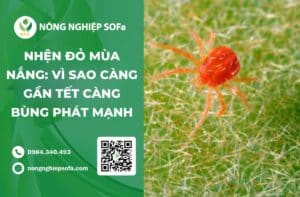 nhện đỏ mùa nắng