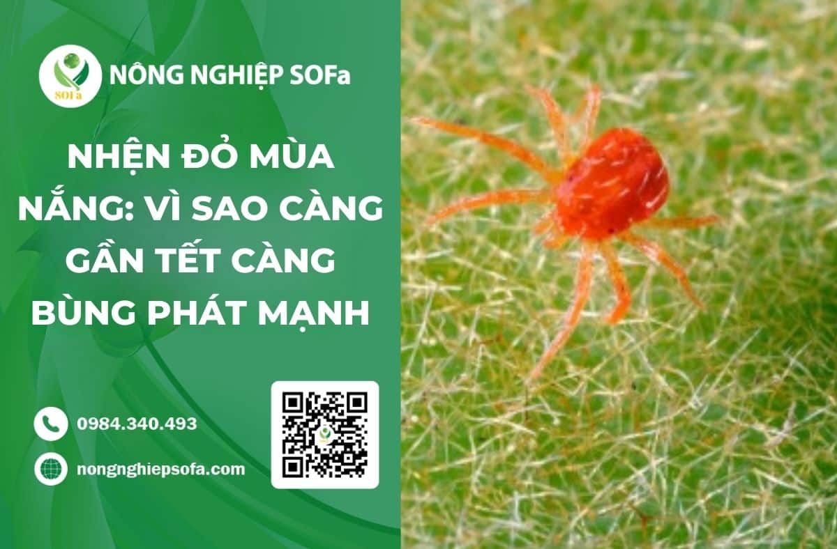 nhện đỏ mùa nắng