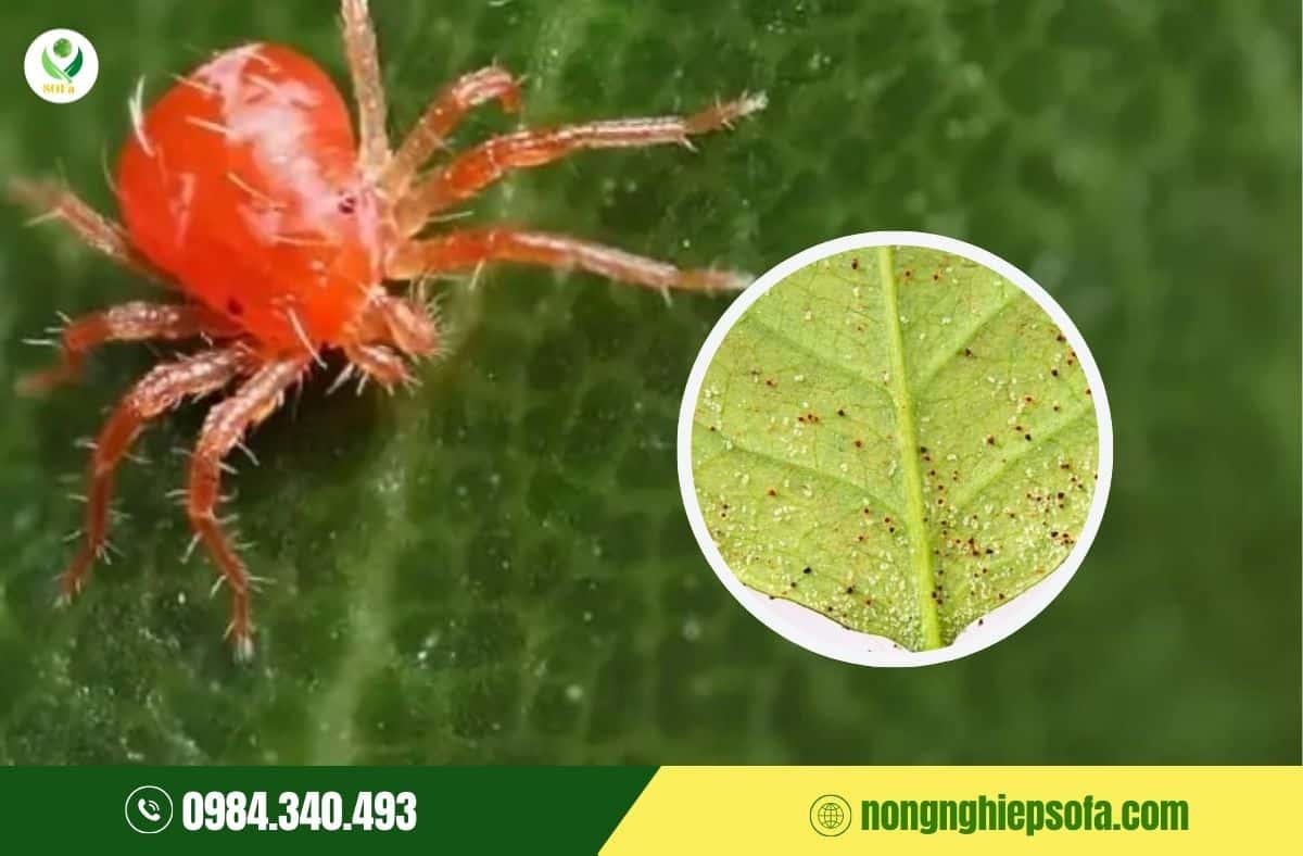 Nhện đỏ mùa nắng: Vì sao càng gần Tết càng bùng phát mạnh? 1 nhện đỏ màu nắng