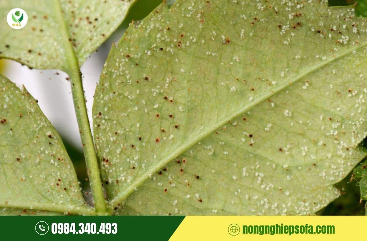 Nhện đỏ mùa nắng: Vì sao càng gần Tết càng bùng phát mạnh? 2 nhện đỏ mùa nắng