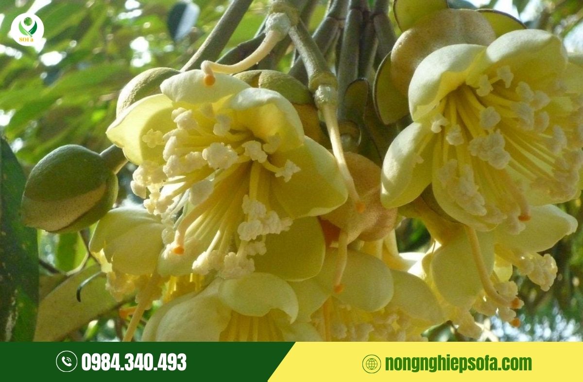 sầu riêng xổ nhuỵ