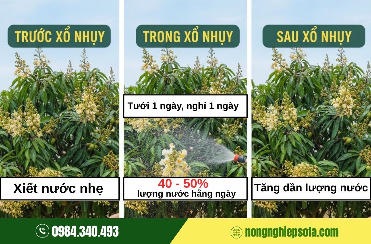 sầu riêng xổ nhuỵ