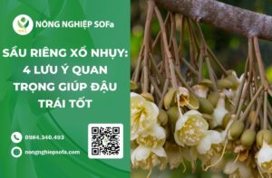 sầu riêng xổ nhuỵ