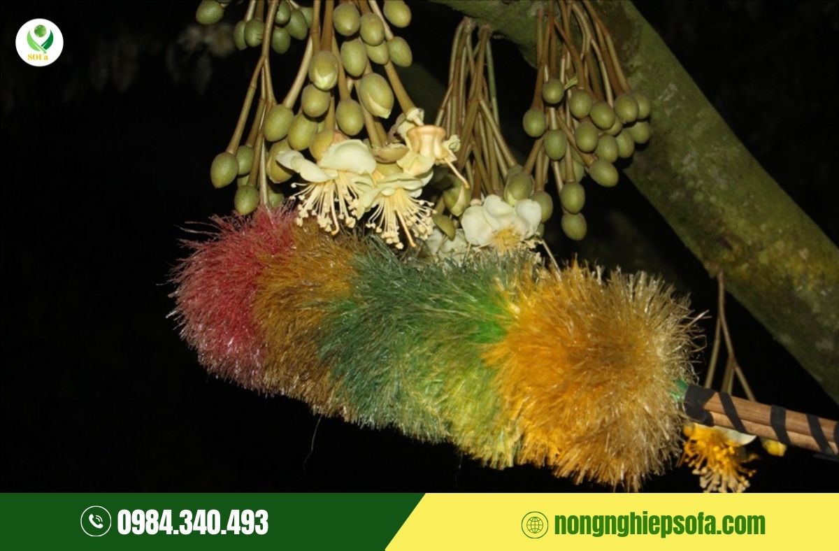 sầu riêng xổ nhuỵ