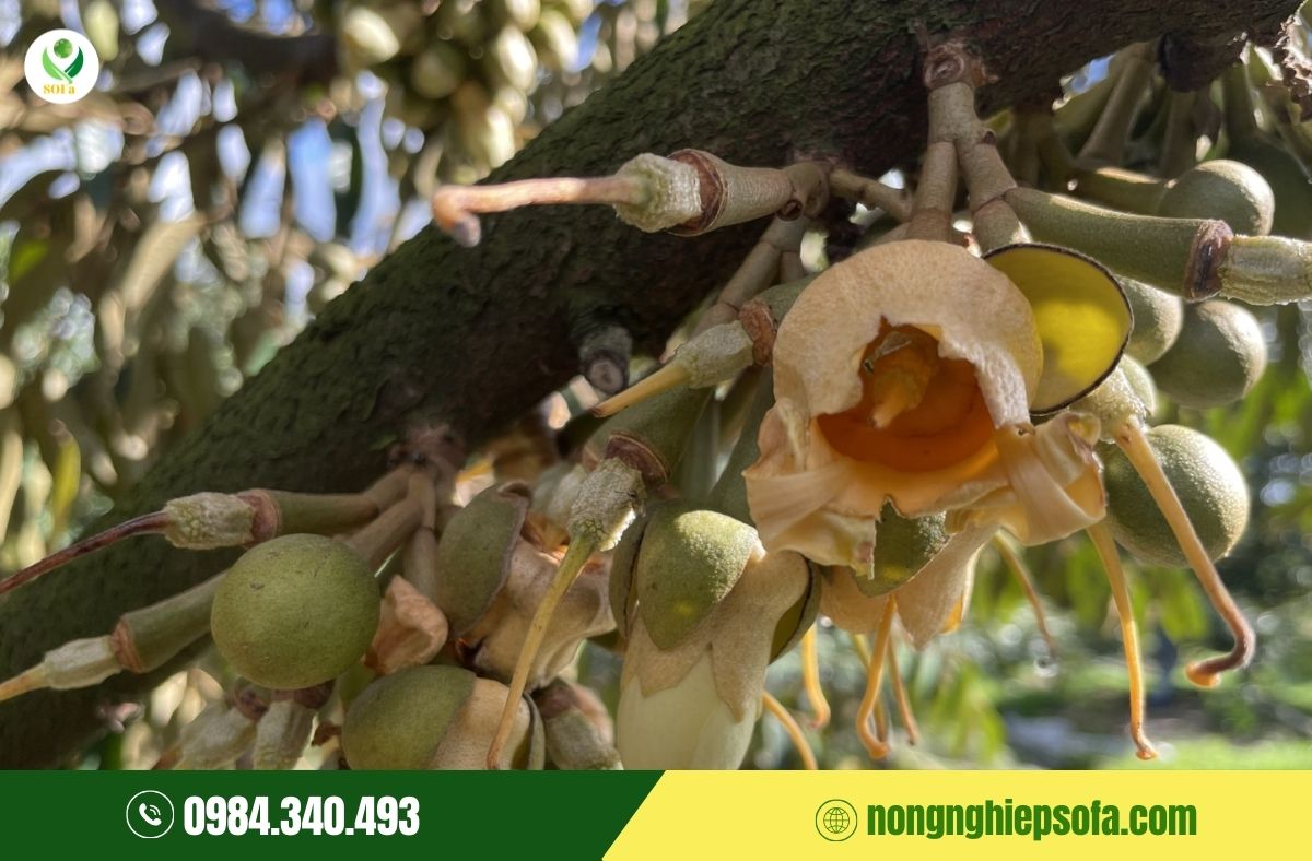 sầu riêng xổ nhuỵ