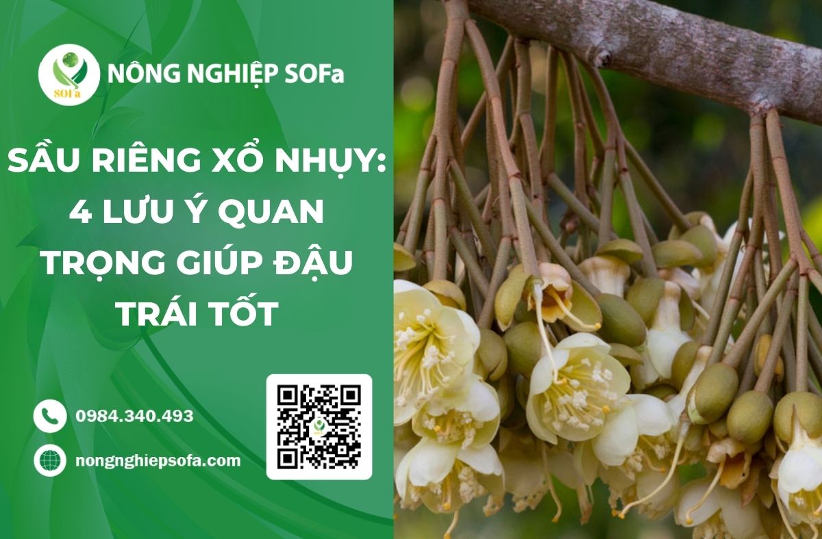 sầu riêng xổ nhuỵ