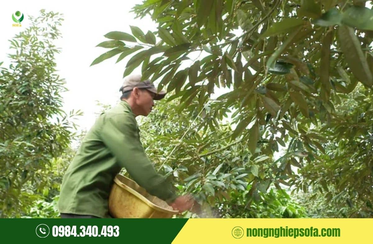 bón kali cho sầu riêng ra hoa