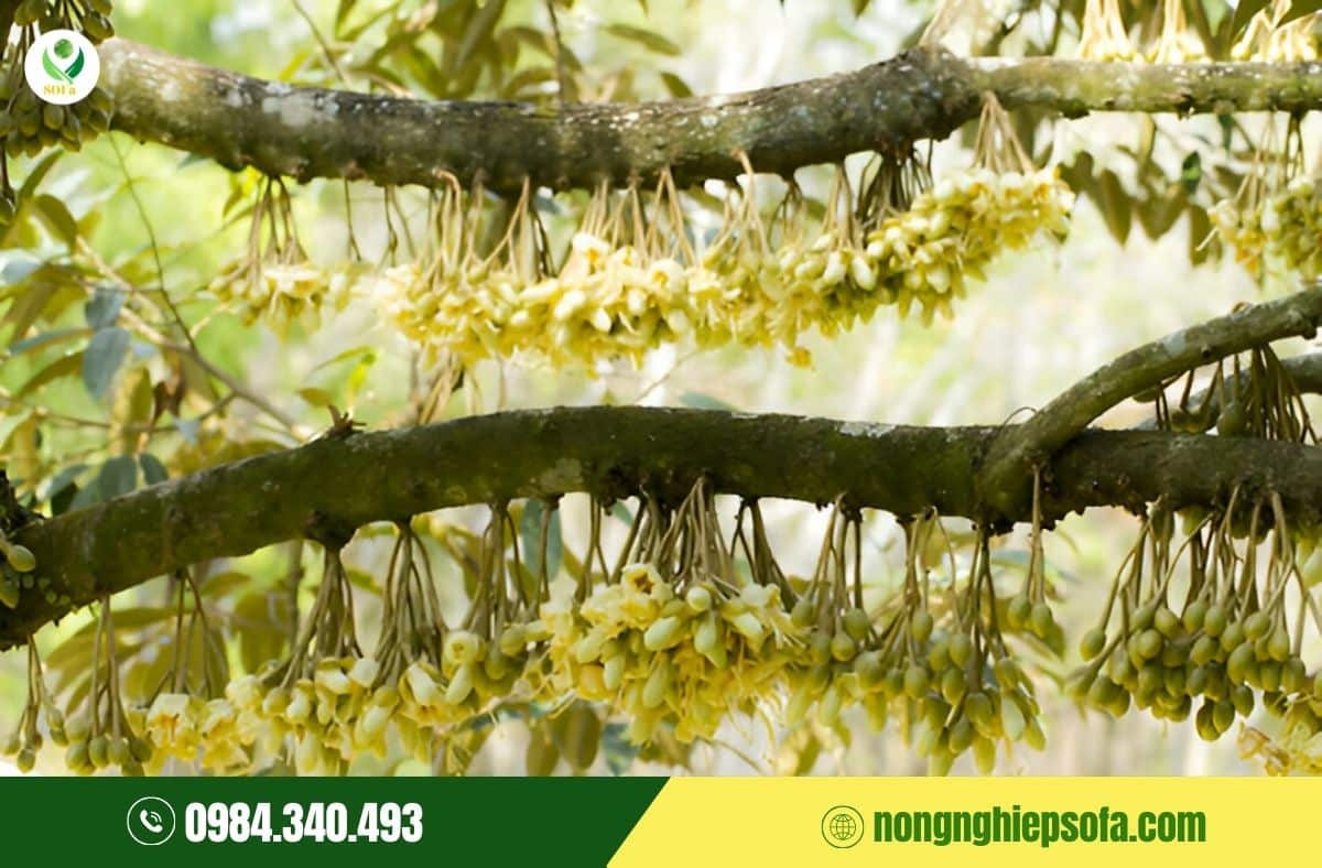 bón kali cho sầu riêng ra hoa