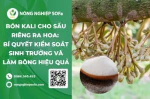 bón kali cho sầu riêng ra hoa