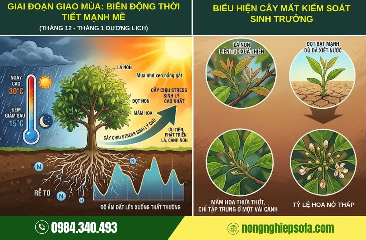 bón kali cho sầu riêng ra hoa