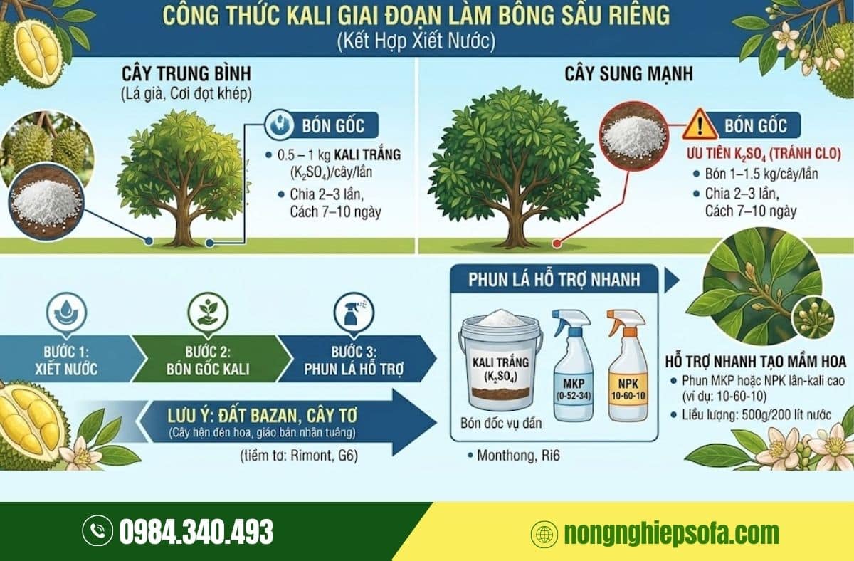 bón kali cho sầu riêng ra hoa