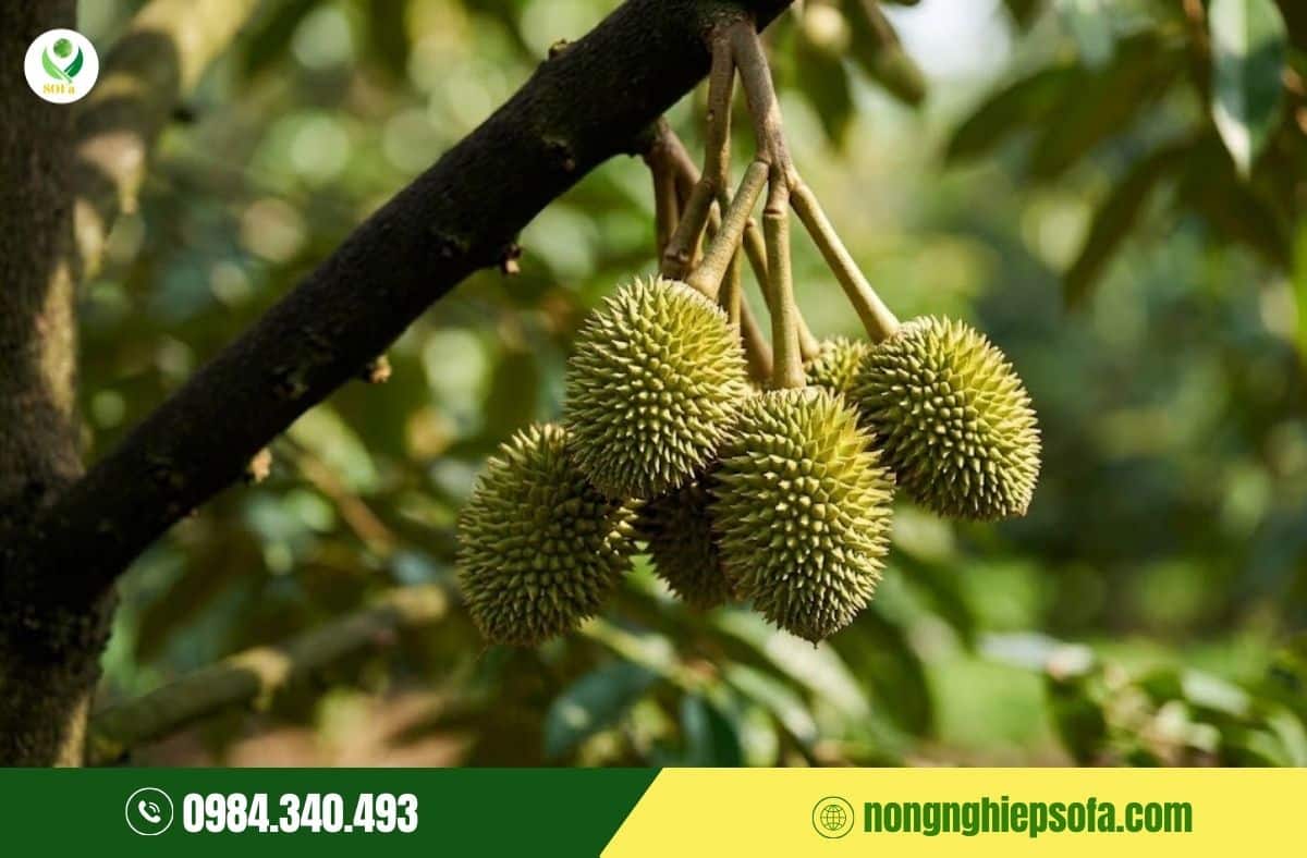 canxi bo cho sầu riêng