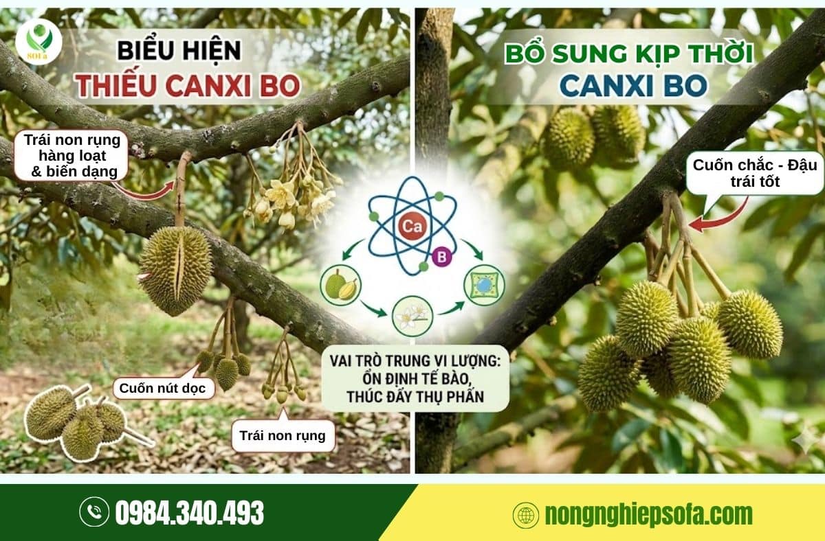 canxi cho sầu riêng