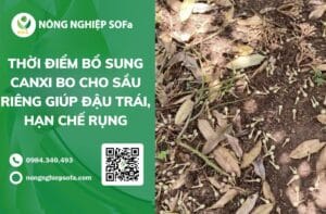 canxi bo cho sau rieng
