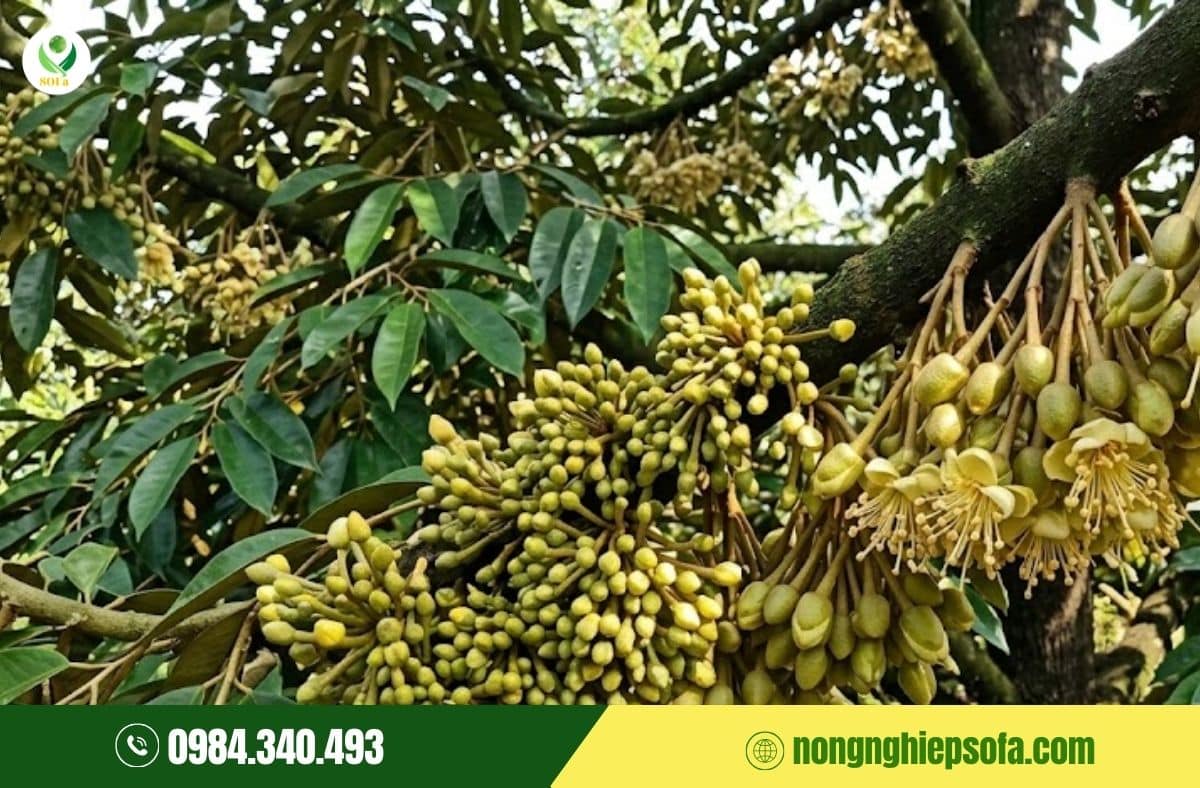 canxi bo cho sau rieng