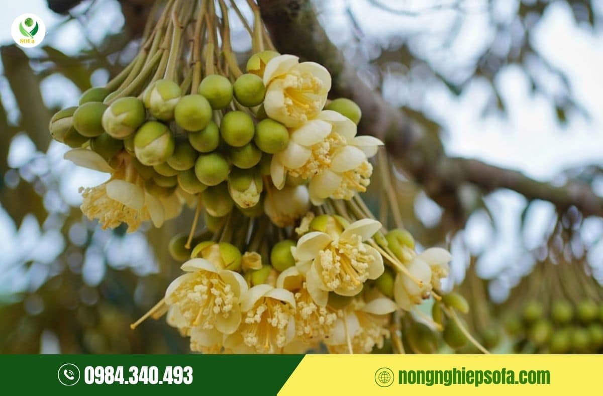 canxi bo cho sầu riêng