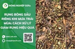 rụng bông sầu riêng khi mưa trái mùa
