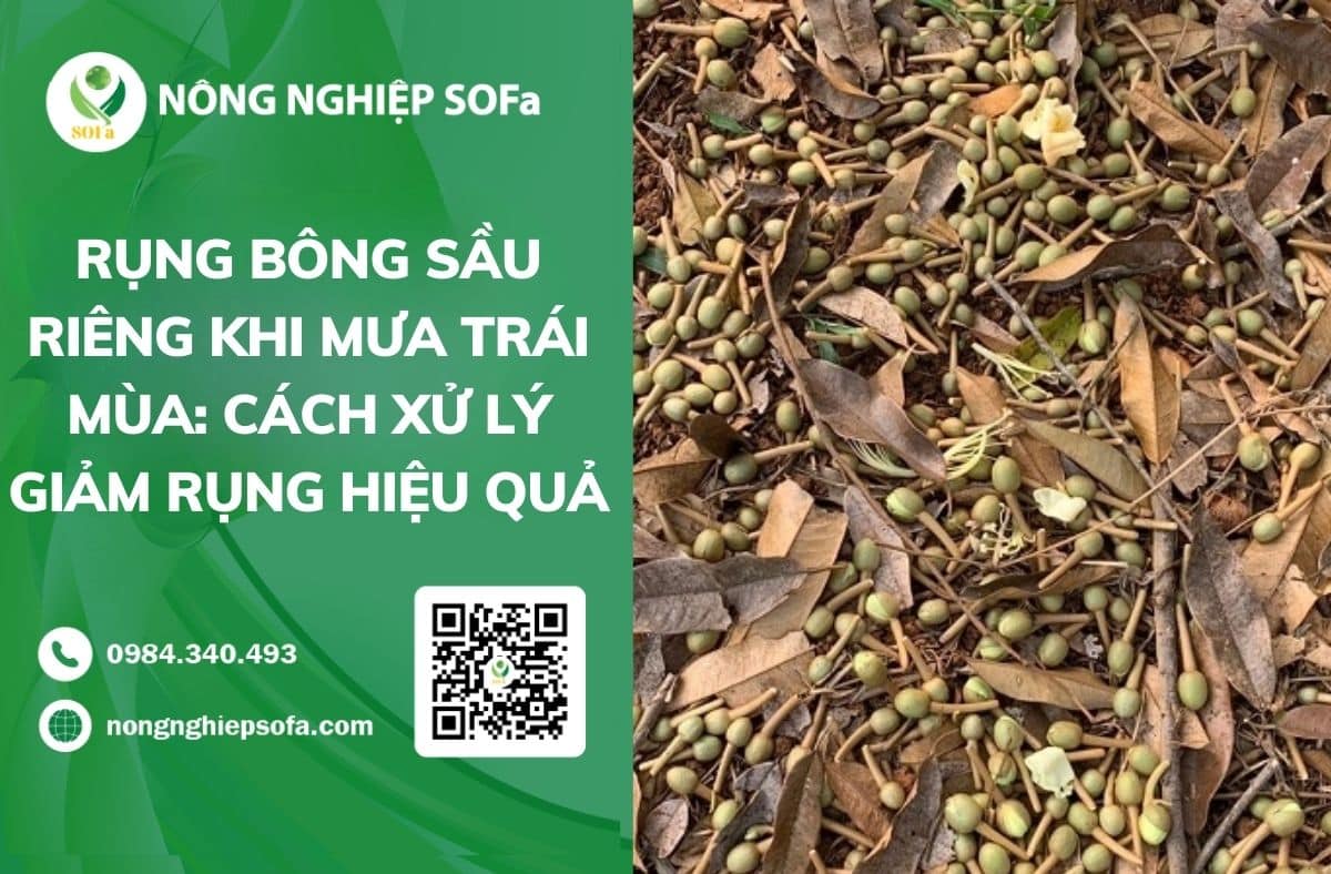 rụng bông sầu riêng khi mưa trái mùa