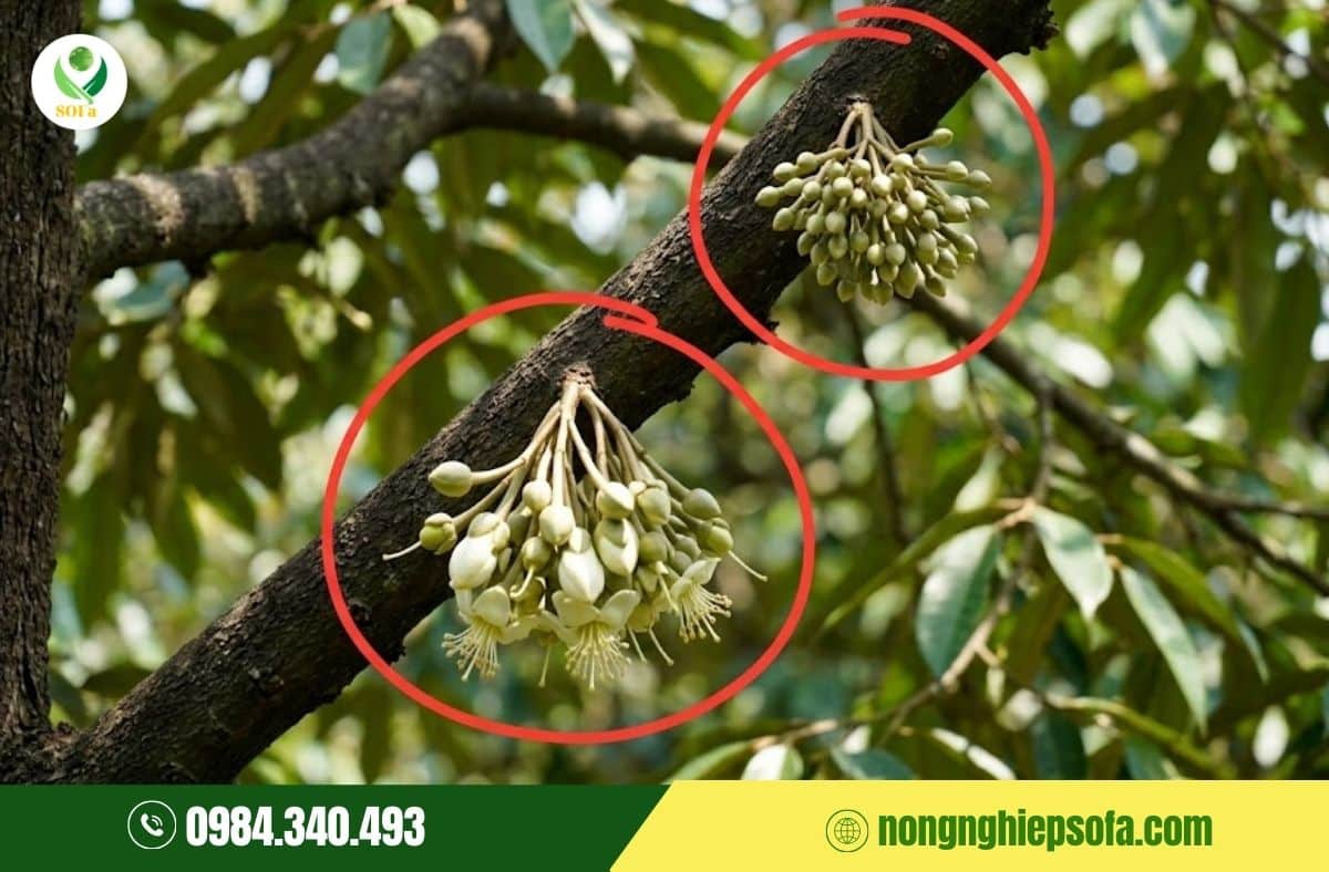 sầu riêng có 2-3 cổ bông