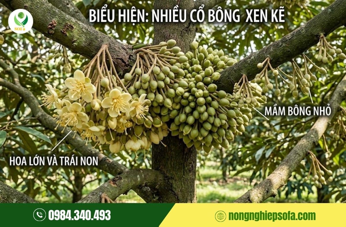 sầu riêng có 2-3 cổ bông