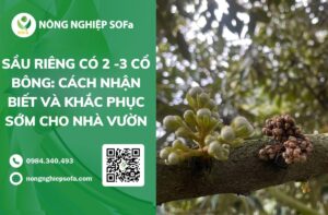 Sầu riêng có 2-3 cổ bông