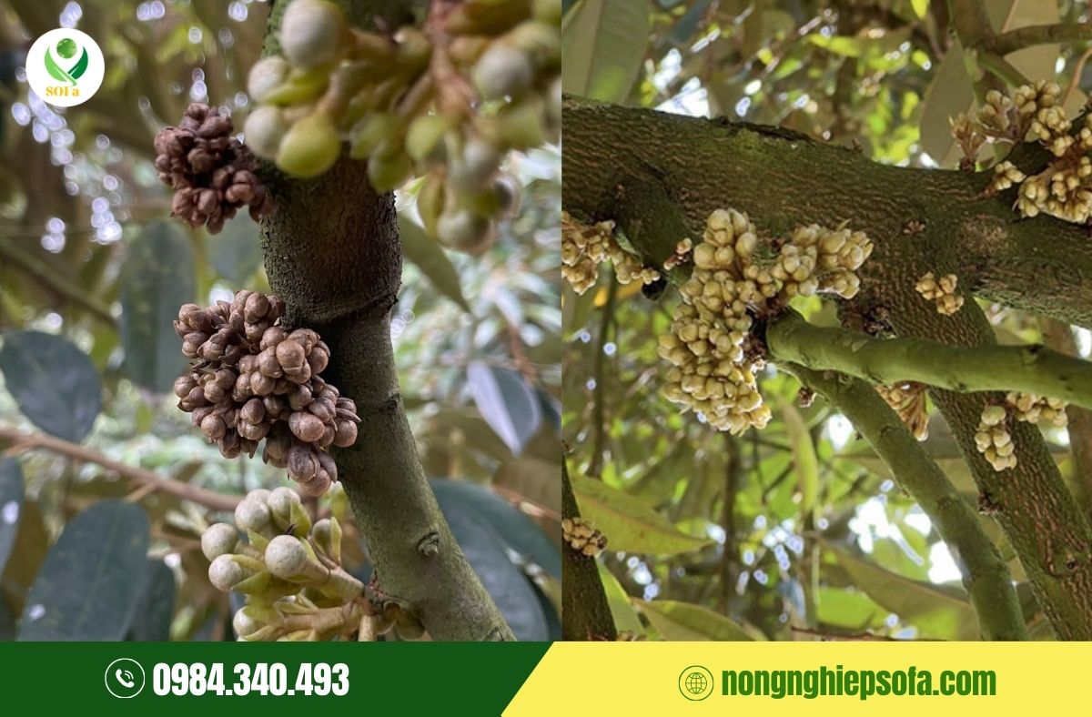 Sầu riêng có 2-3 cổ bông